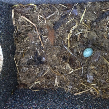 First egg in the '5 day nest'. A marvel of construction!