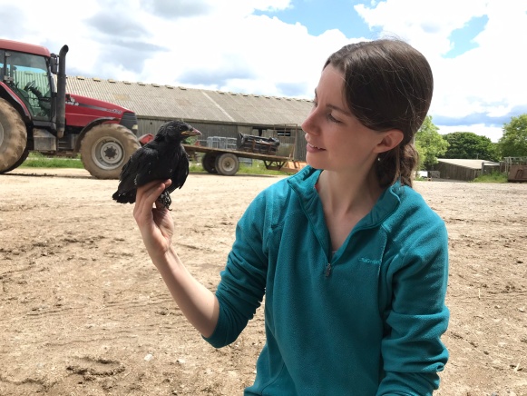 Victoria Lee rings the final chick of her PhD