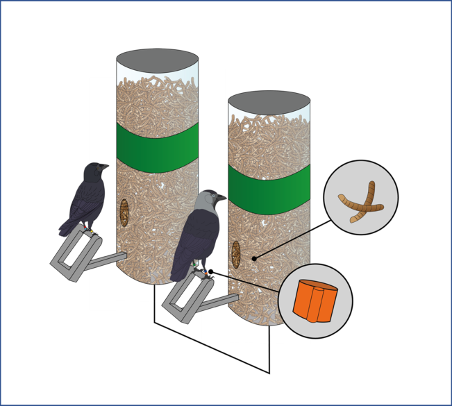 A schematic of an adult and juvenile jackdaw cofeeding on a high-value mealworm reward, with access determined by their RFID codes